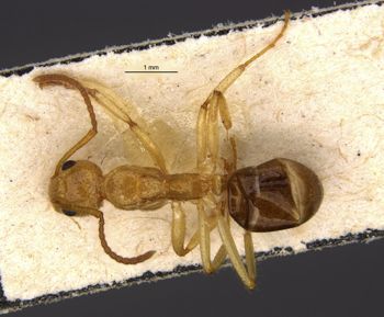 Media type: image;   Entomology 21225 Aspect: habitus dorsal view